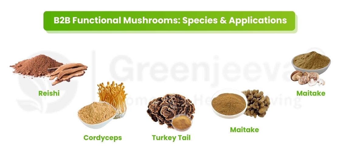 B2B Functional Mushrooms: Species & Applications